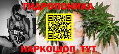 шишки Заволжье
